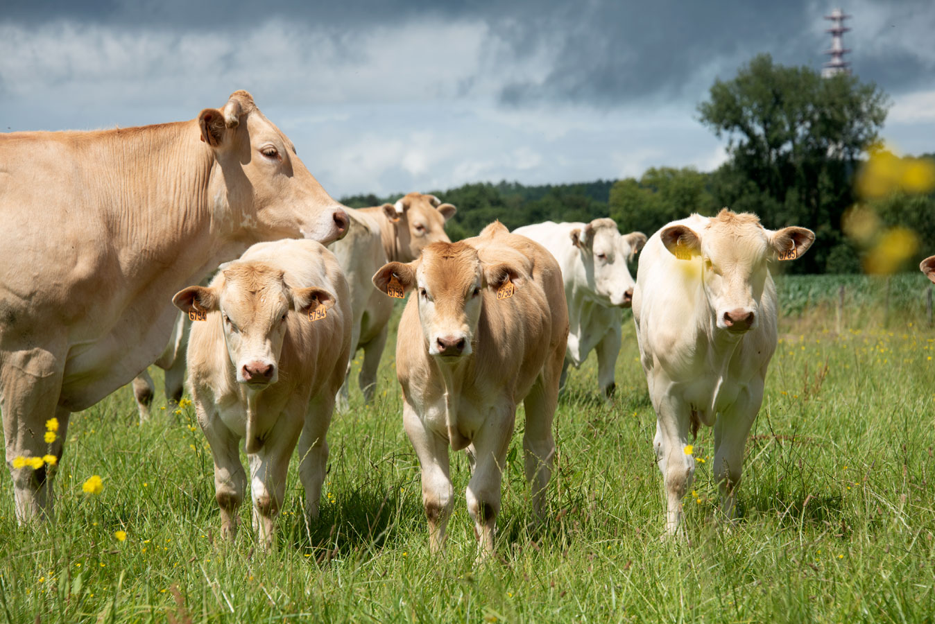 Ferme du Clos Cheny - les bovins