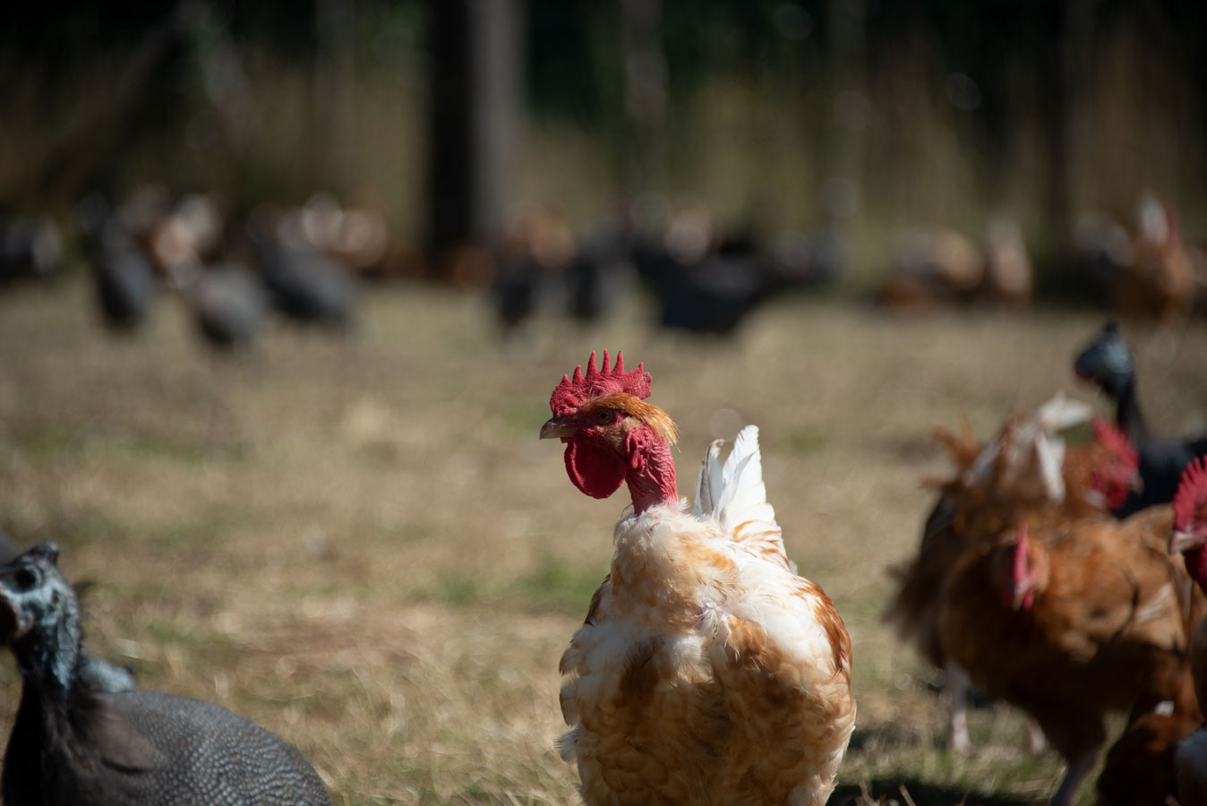 Ferme du Clos Cheny - les produits de la ferme