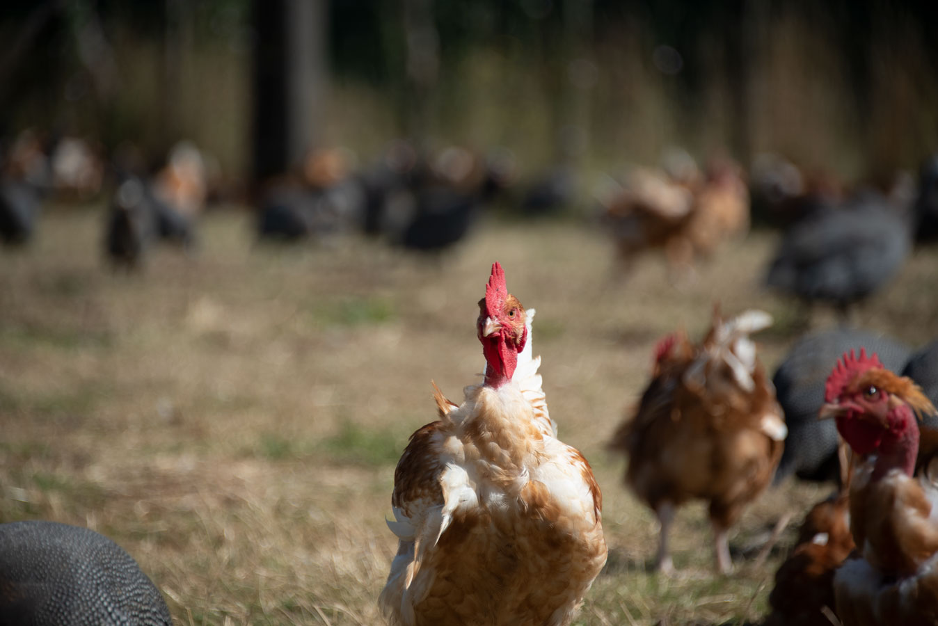 Ferme du Clos Cheny - poule