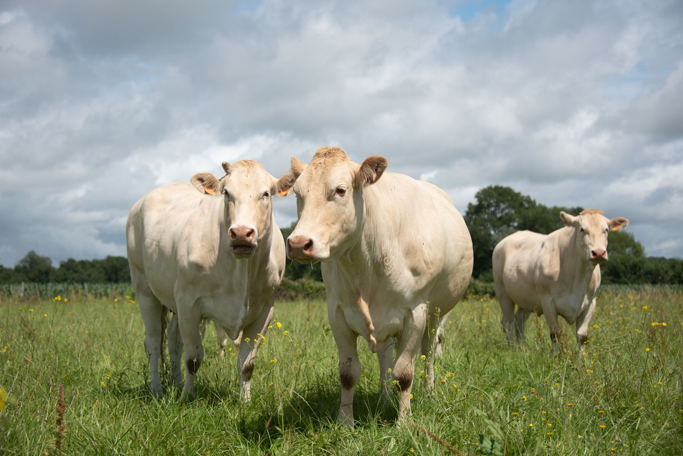 Ferme du Clos Cheny - vaches